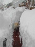 Highlight for Album: Blizzard 2003