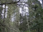 CF_2006_005.jpg