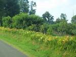 2006_004.jpg