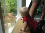 Let Dachsy in!