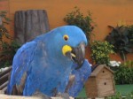 This bird, or one of his friends, actually sings.  I heard it sing the 