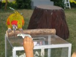 This bird takes your dollar in his beak, deposits it in the slot, and bows at you.  Hundreds of people each hour!  
