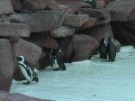 You have to love a place that has outdoor penguin exhibits in the middle of the desert.